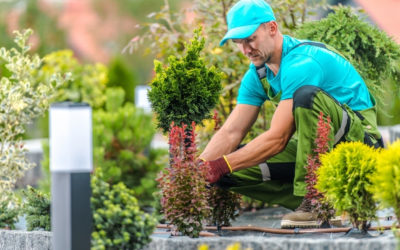 Cuida tu jardín durante el verano.