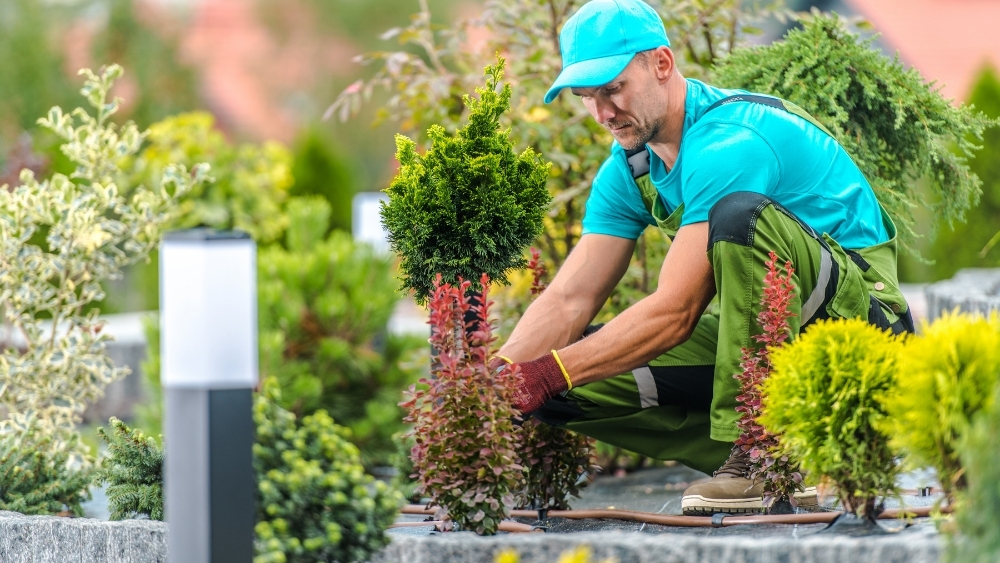 Cuida tu jardín durante el verano.