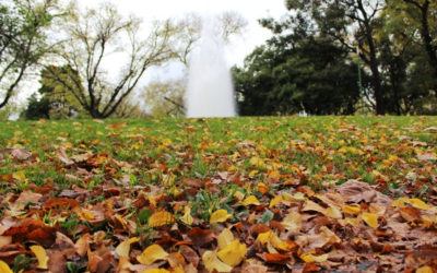 Cómo preparar y mantener tu jardín con la llegada del otoño.
