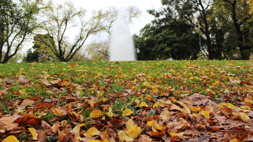 Cómo preparar y mantener tu jardín con la llegada del otoño.